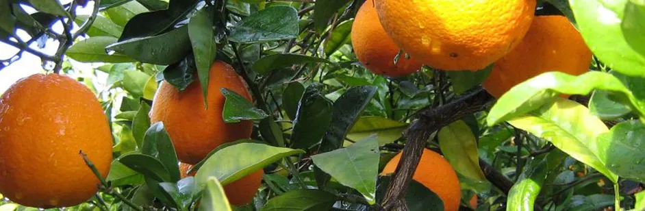 arance-marretta